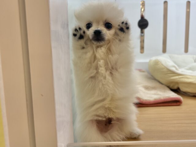ポメラニアン