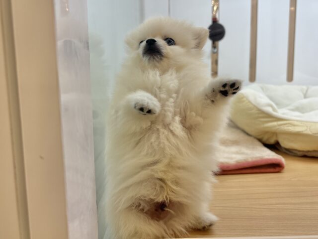 ポメラニアン
