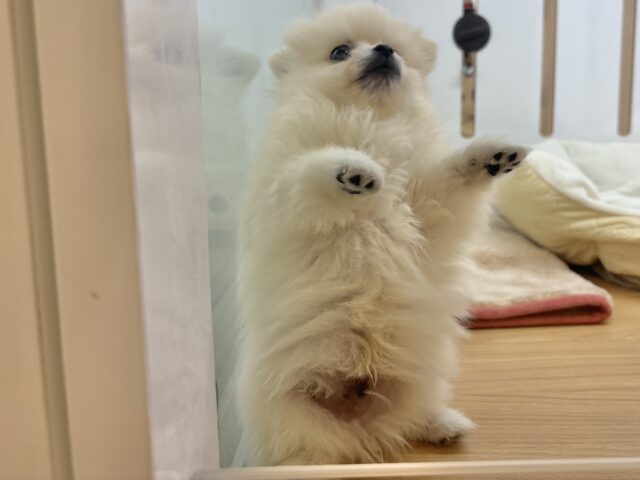 ポメラニアン