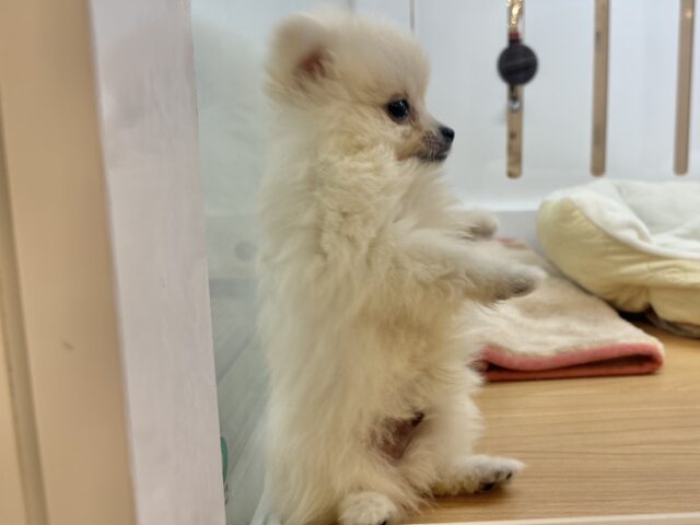 ポメラニアン