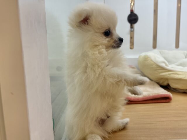 愛が止まること知りませんっ♥ポメラニアンくん! ポメラニアン