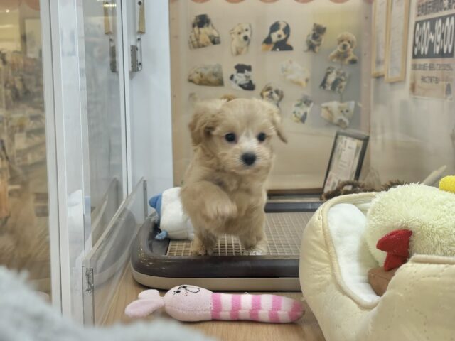 マルプー