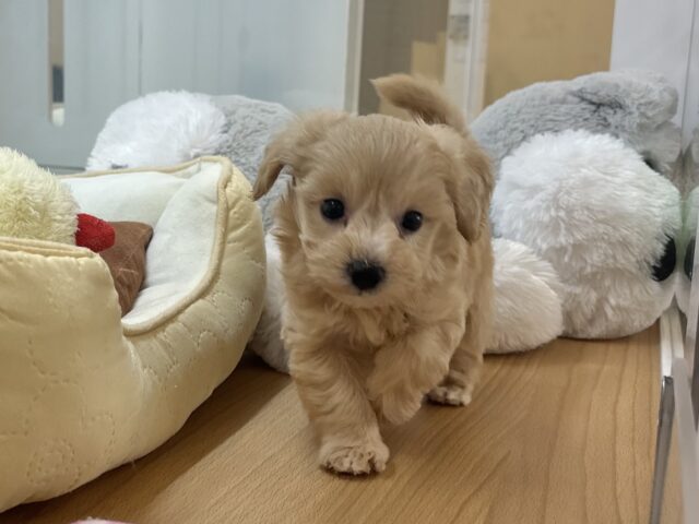 マルプー