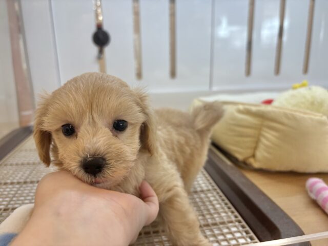 マルプー