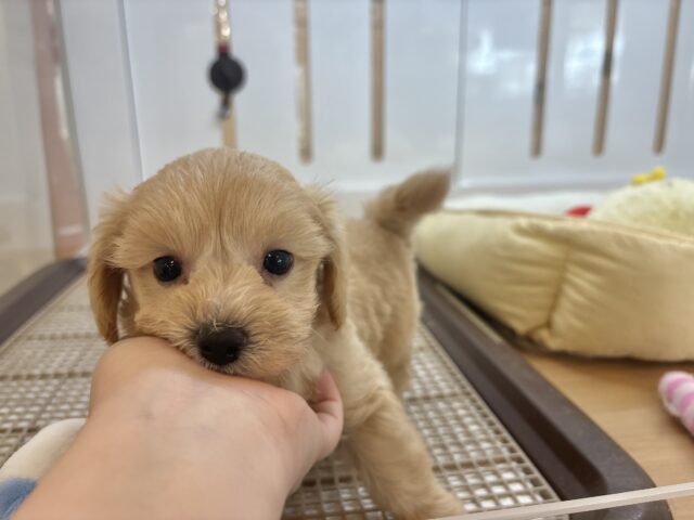 マルプー