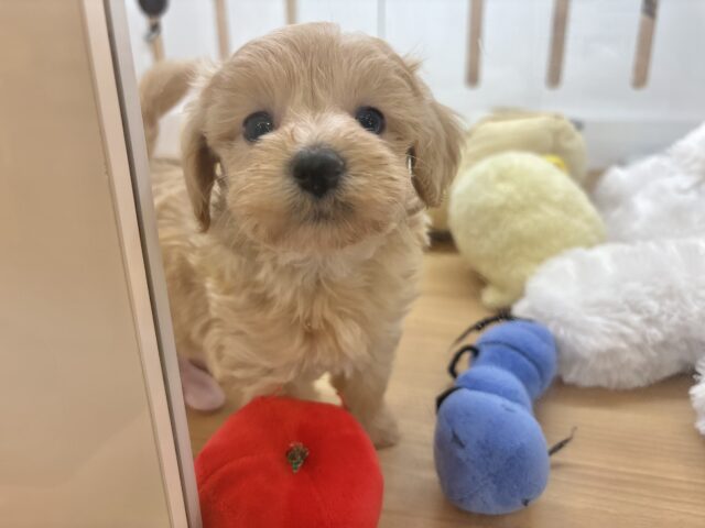 マルプー