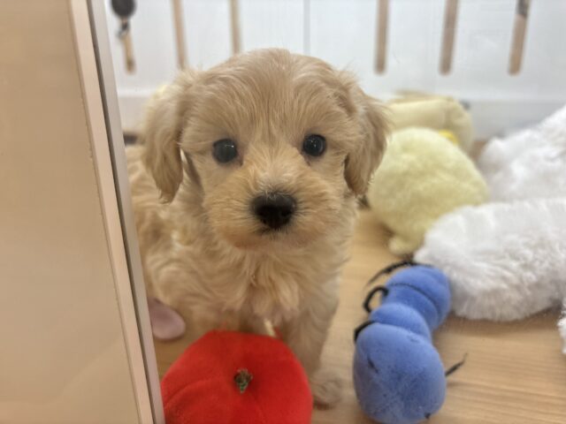 マルプー