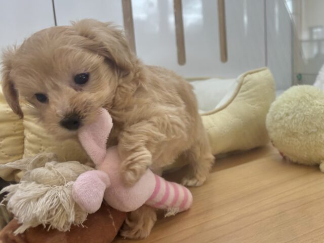 マルプー