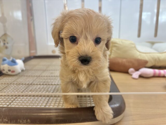 マルプー