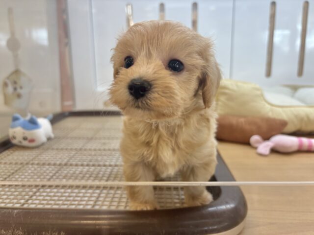 ぬくもり大好き♥くっつきわんこ!マルプーくん! マルプー