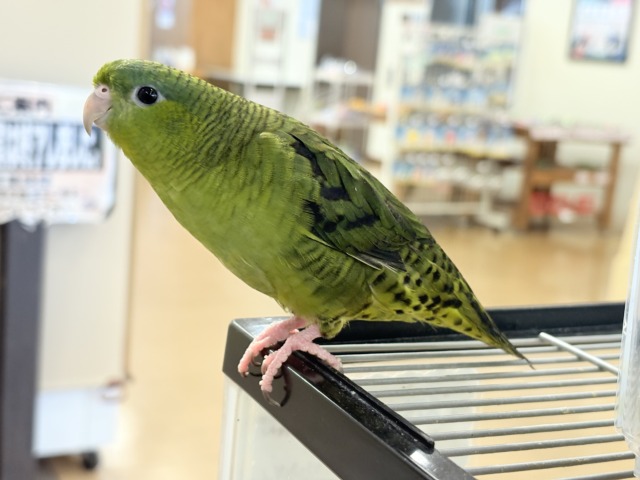 【最新画像更新🪄】むちむち♡意思強め系男子💫サザナミインコ(ダークグリーン) 男の子 サザナミインコ