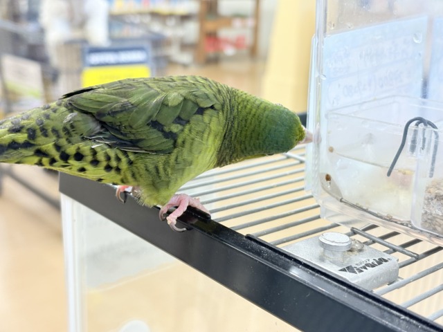 【最新画像更新🪄】むちむち♡意思強め系男子💫サザナミインコ(ダークグリーン) 男の子 サザナミインコ