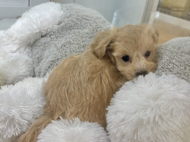 マルプー