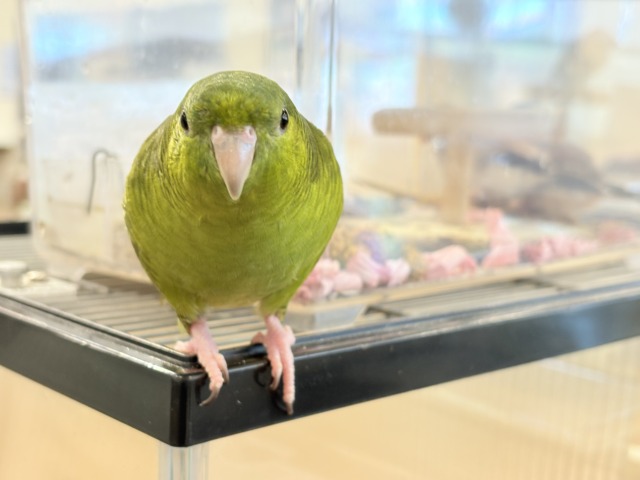 【最新画像更新🪄】むちむち♡意思強め系男子💫サザナミインコ(ダークグリーン) 男の子 サザナミインコ
