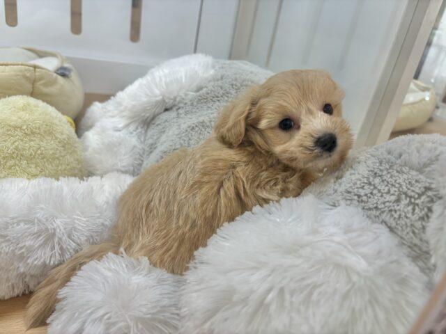 マルプー
