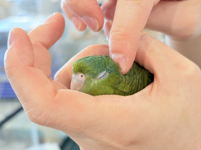 【最新画像更新🪄】むちむち♡意思強め系男子💫サザナミインコ(ダークグリーン) 男の子 サザナミインコ
