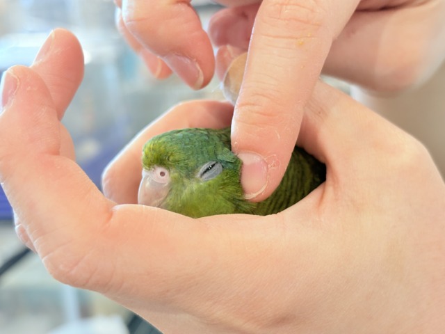 【最新画像更新🪄】むちむち♡意思強め系男子💫サザナミインコ(ダークグリーン) 男の子 サザナミインコ