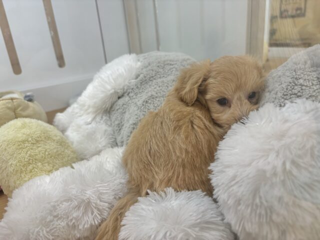 マルプー