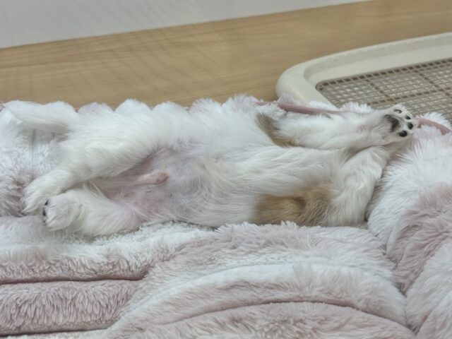 チワワ