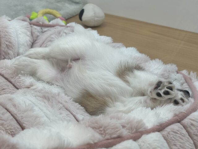 チワワ
