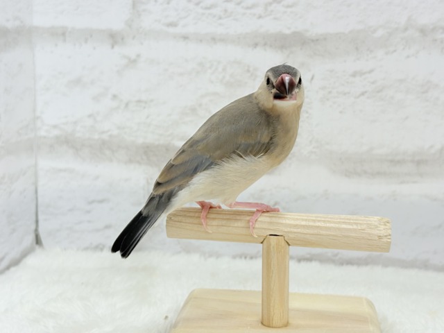 桜文鳥