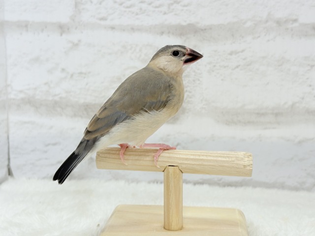 【最新画像更新🪄】文鳥界のリーダーを目指します𖤐 ̖́-桜文鳥 ヒナ 桜文鳥