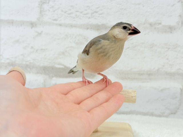 【最新画像更新🪄】文鳥界のリーダーを目指します𖤐 ̖́-桜文鳥 ヒナ 桜文鳥
