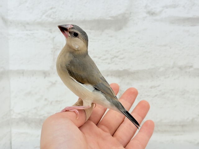 【最新画像更新🪄】文鳥界のリーダーを目指します𖤐 ̖́-桜文鳥 ヒナ 桜文鳥