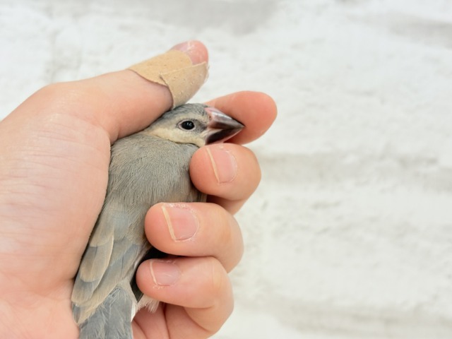 【最新画像更新🪄】文鳥界のリーダーを目指します𖤐 ̖́-桜文鳥 ヒナ 桜文鳥