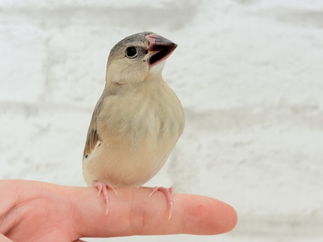 【最新画像更新🪄】文鳥界のリーダーを目指します𖤐 ̖́-桜文鳥 ヒナ 桜文鳥