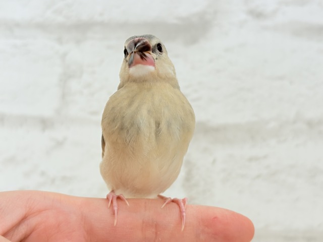 【最新画像更新🪄】文鳥界のリーダーを目指します𖤐 ̖́-桜文鳥 ヒナ 桜文鳥