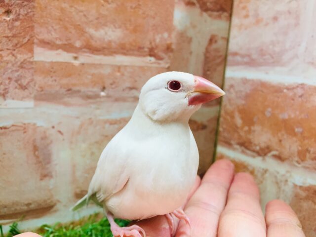 久々入舎です✨✨キリっと赤目が魅力的💖 シルバーイノ文鳥 シルバーイノ文鳥