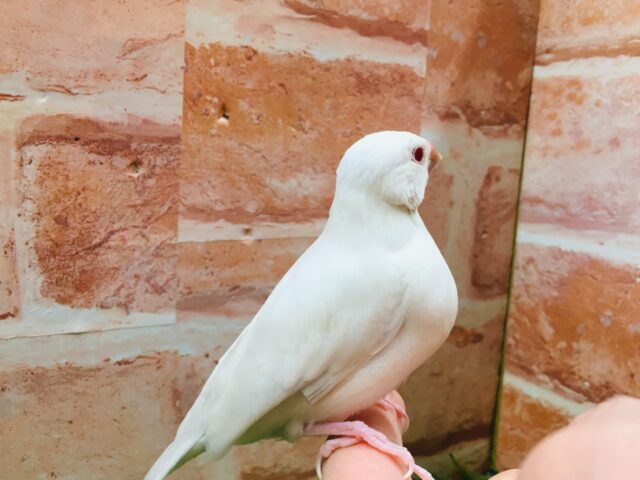久々入舎です✨✨キリっと赤目が魅力的💖 シルバーイノ文鳥 シルバーイノ文鳥