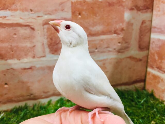 久々入舎です✨✨キリっと赤目が魅力的💖 シルバーイノ文鳥 シルバーイノ文鳥