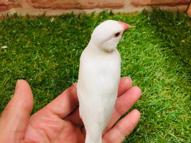 久々入舎です✨✨キリっと赤目が魅力的💖 シルバーイノ文鳥 シルバーイノ文鳥