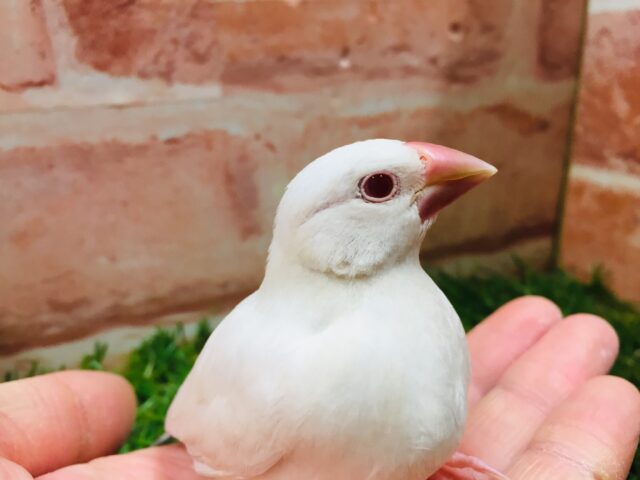 久々入舎です✨✨キリっと赤目が魅力的💖 シルバーイノ文鳥 シルバーイノ文鳥