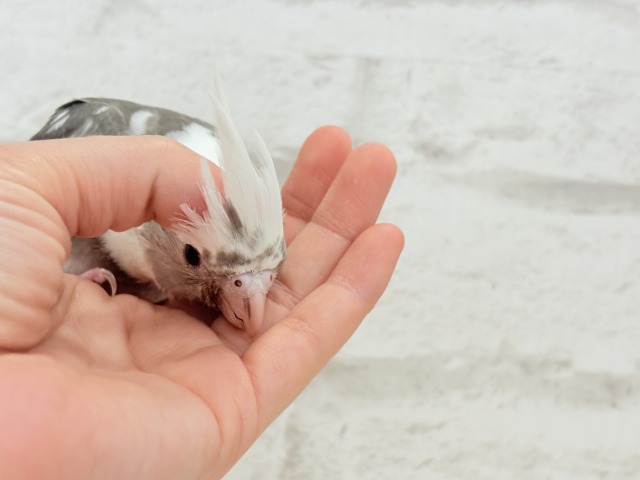【最新画像更新🪄ひとり餌になりました☆】愛嬌たっぷり♡オカメインコ(WFパイド) ヒナ オカメインコ