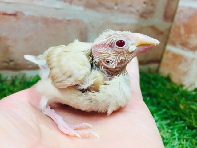 シナモン文鳥さんがやってきましたよ~🎵🎵🎵 シナモン文鳥