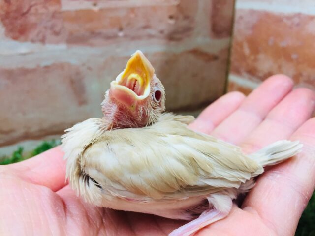 シナモン文鳥さんがやってきましたよ~🎵🎵🎵 シナモン文鳥