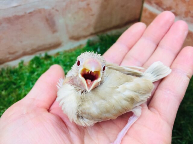 シナモン文鳥さんがやってきましたよ~🎵🎵🎵 シナモン文鳥