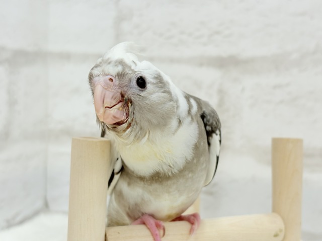 【最新画像更新🪄ひとり餌になりました☆】愛嬌たっぷり♡オカメインコ(WFパイド) ヒナ オカメインコ