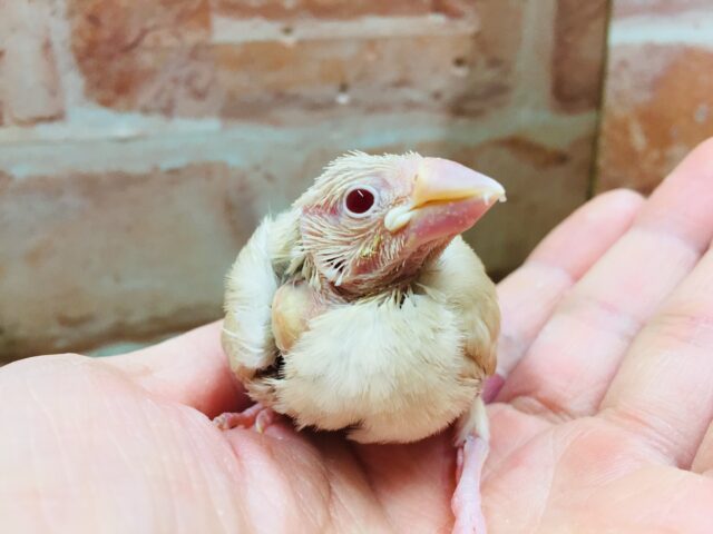 シナモン文鳥さんがやってきましたよ~🎵🎵🎵 シナモン文鳥