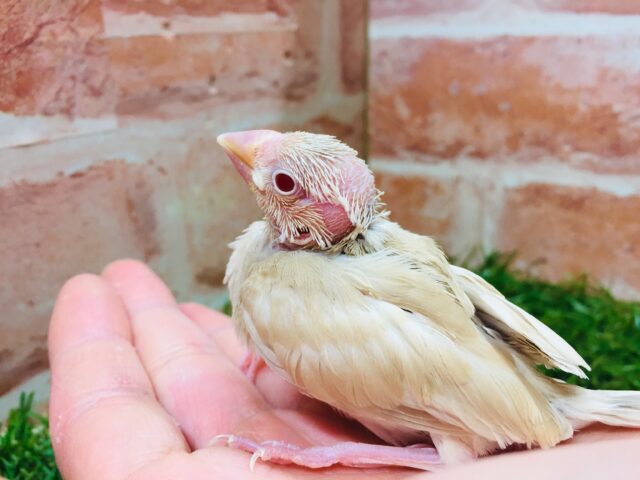 シナモン文鳥さんがやってきましたよ~🎵🎵🎵 シナモン文鳥