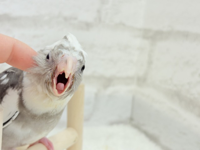 【最新画像更新🪄ひとり餌になりました☆】愛嬌たっぷり♡オカメインコ(WFパイド) ヒナ オカメインコ