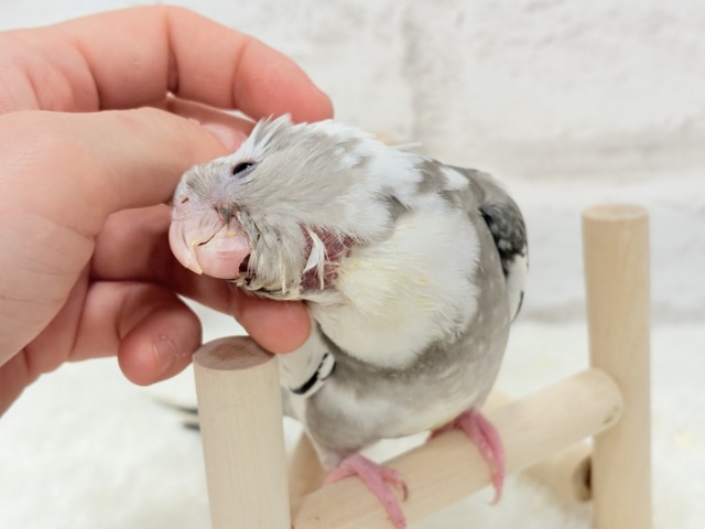 【最新画像更新🪄ひとり餌になりました☆】愛嬌たっぷり♡オカメインコ(WFパイド) ヒナ オカメインコ