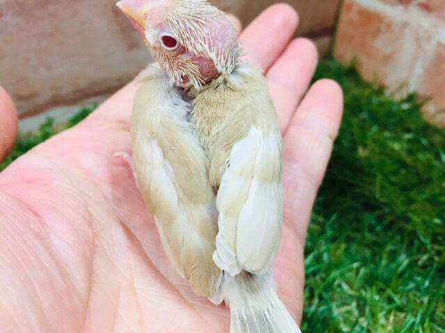 シナモン文鳥さんがやってきましたよ~🎵🎵🎵 シナモン文鳥