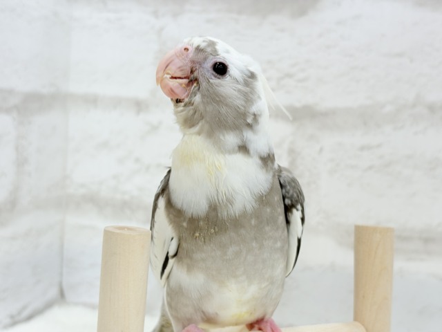 【最新画像更新🪄ひとり餌になりました☆】愛嬌たっぷり♡オカメインコ(WFパイド) ヒナ オカメインコ