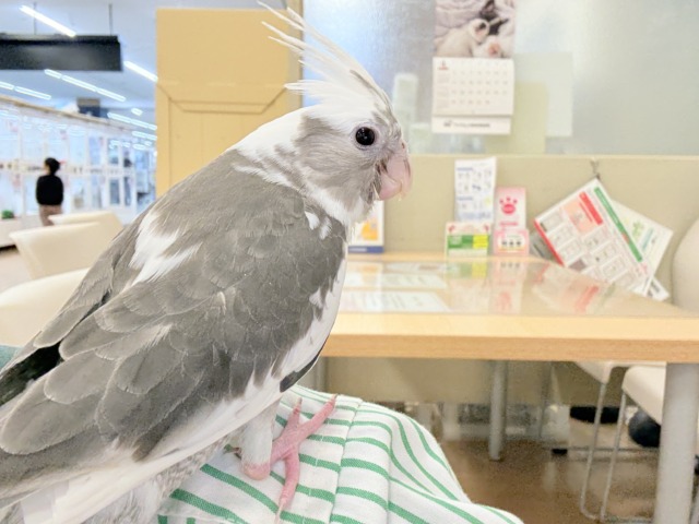 オカメインコ