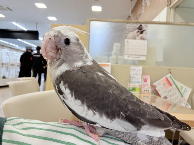 【最新画像更新🪄ひとり餌になりました☆】愛嬌たっぷり♡オカメインコ(WFパイド) ヒナ オカメインコ