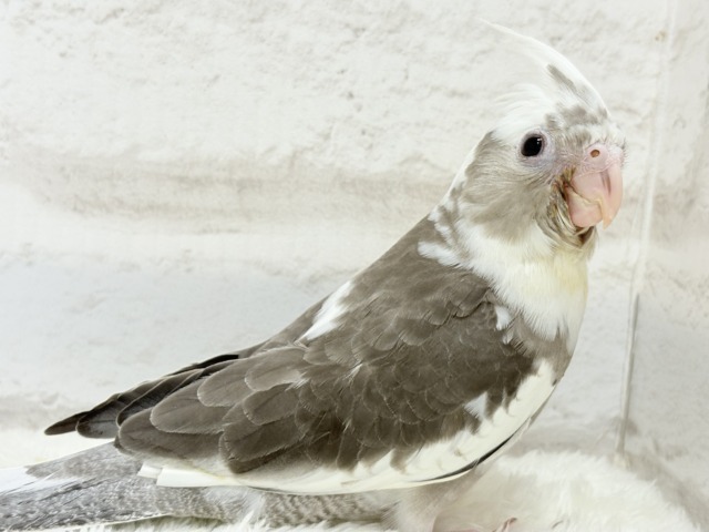 【最新画像更新🪄ひとり餌になりました☆】愛嬌たっぷり♡オカメインコ(WFパイド) ヒナ オカメインコ